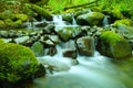 Green water and moss. Royalty Free Stock Photo