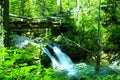 Green water and moss. Royalty Free Stock Photo