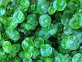 Green water pennywort leaves in the pond, green leaf background