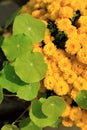 Green water pennywort plant leave and yellow chrysanthemum flowers. Royalty Free Stock Photo