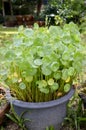 Green water pennywort plant in nature garden Royalty Free Stock Photo