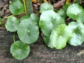 Green Water Pennywort plant Royalty Free Stock Photo