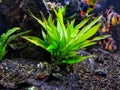 Green underwater leaf of plants and fish background Royalty Free Stock Photo