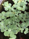 Green water plants placed in the basin with long roots.