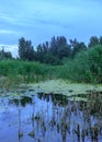 Green water plants in small lake Royalty Free Stock Photo