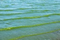 Green water polluted with blue-green algae (Cyanobacteria). Water bloom, reproduction of phytoplankton. Royalty Free Stock Photo