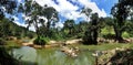 River in the rainforest panorama