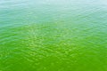 green water in sea with toxic algae