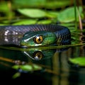 The Green Water Snake of the Southeastern United States Royalty Free Stock Photo