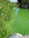 Green water, stagnant water, reeds in green water, duckweed inGreen water, stagnant water, reeds in green water, duckweed in water