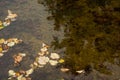 Green water surface with autumn leaves and reflecting trees Royalty Free Stock Photo