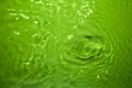 The green water surface reflects light Royalty Free Stock Photo