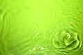 The green water surface reflects light Royalty Free Stock Photo