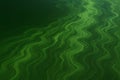 Green water surface with wavy patterns showing algae presence in a natural setting during daytime Royalty Free Stock Photo