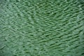 green water surface By wind.Water surface ruffled by light wind with small waves running diagonally, with reflections and Royalty Free Stock Photo