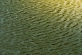 Green water surface By wind.Water surface ruffled by light wind with small waves running diagonally, with reflections and Royalty Free Stock Photo