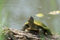 Green water turtle enjoing sunbath close up Royalty Free Stock Photo