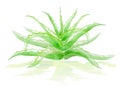 Green watercolor aloe bush