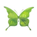 Green watercolor butterfly Royalty Free Stock Photo