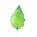 Green watercolor leaf. Spring hand-drawn illustration