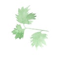 Green watercolor parsley leaf isolated on white. Watercolor botanical illustration