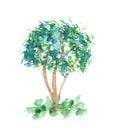 Green watercolor texture tree. Summer flora branch. Beautiful plant illustration