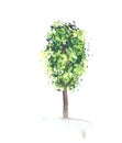 Green watercolor texture tree. Summer flora branch. Beautiful plant illustration