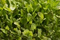 Green watercress microplants closeup Royalty Free Stock Photo