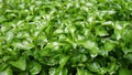 Green watercress wet leaves after watering, Fresh organic plant vegetables. Royalty Free Stock Photo