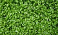 Green watercress wet leaves after watering, Fresh organic plant vegetables, Top view pattern background. Royalty Free Stock Photo