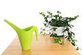 Green watering can and ivy in pot Royalty Free Stock Photo