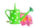 Green watering can and pink peony flowers isolated on white Royalty Free Stock Photo