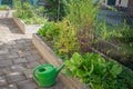 green watering can stands in front of two herb beds Royalty Free Stock Photo