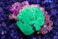 Green watermalon Japan muchroom coral Royalty Free Stock Photo