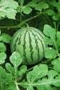 Green watermelon in a field