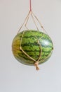 watermelon hanging with net