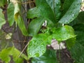 green watery leaf texture in Indonesia 6 Royalty Free Stock Photo