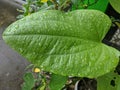 green watery leaf texture in Indonesia 4 Royalty Free Stock Photo