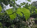 green watery leaf texture in Indonesia 7 Royalty Free Stock Photo