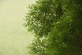 Green wave leaves of Orientali Arborvitae on yellow background