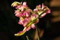 Green wave parrot tulip Royalty Free Stock Photo