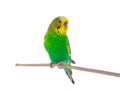 Green budgie Royalty Free Stock Photo