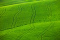 Green wavy fields in Tuscany Royalty Free Stock Photo