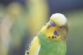 A green wavy parrot close-up. Royalty Free Stock Photo