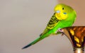 Green wavy parrot. Exotic Bird. Bright colours. Place for text Royalty Free Stock Photo