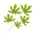 green webbed leaves