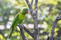 Weber`s Lorikeet Royalty Free Stock Photo