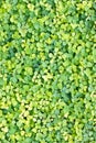 Green Weed Background. Royalty Free Stock Photo