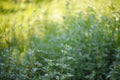 Green weed on beautiful blurry bokeh background. Rural scene, contryside