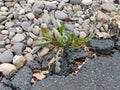 Green weed in crack in black asphalt or pavement with stones